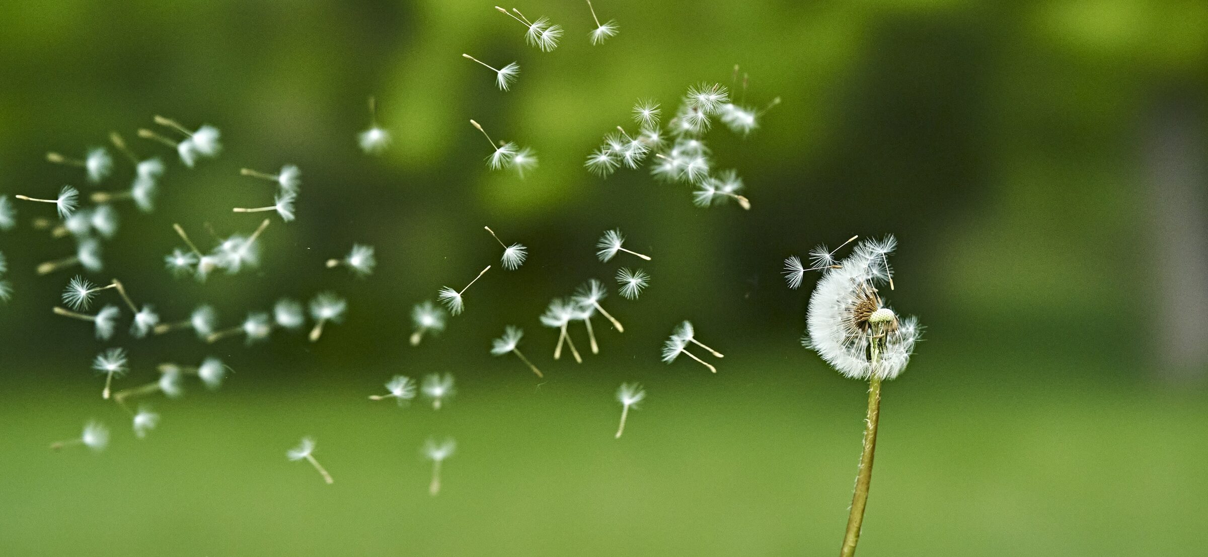 Dandelion seeds drifting through the air