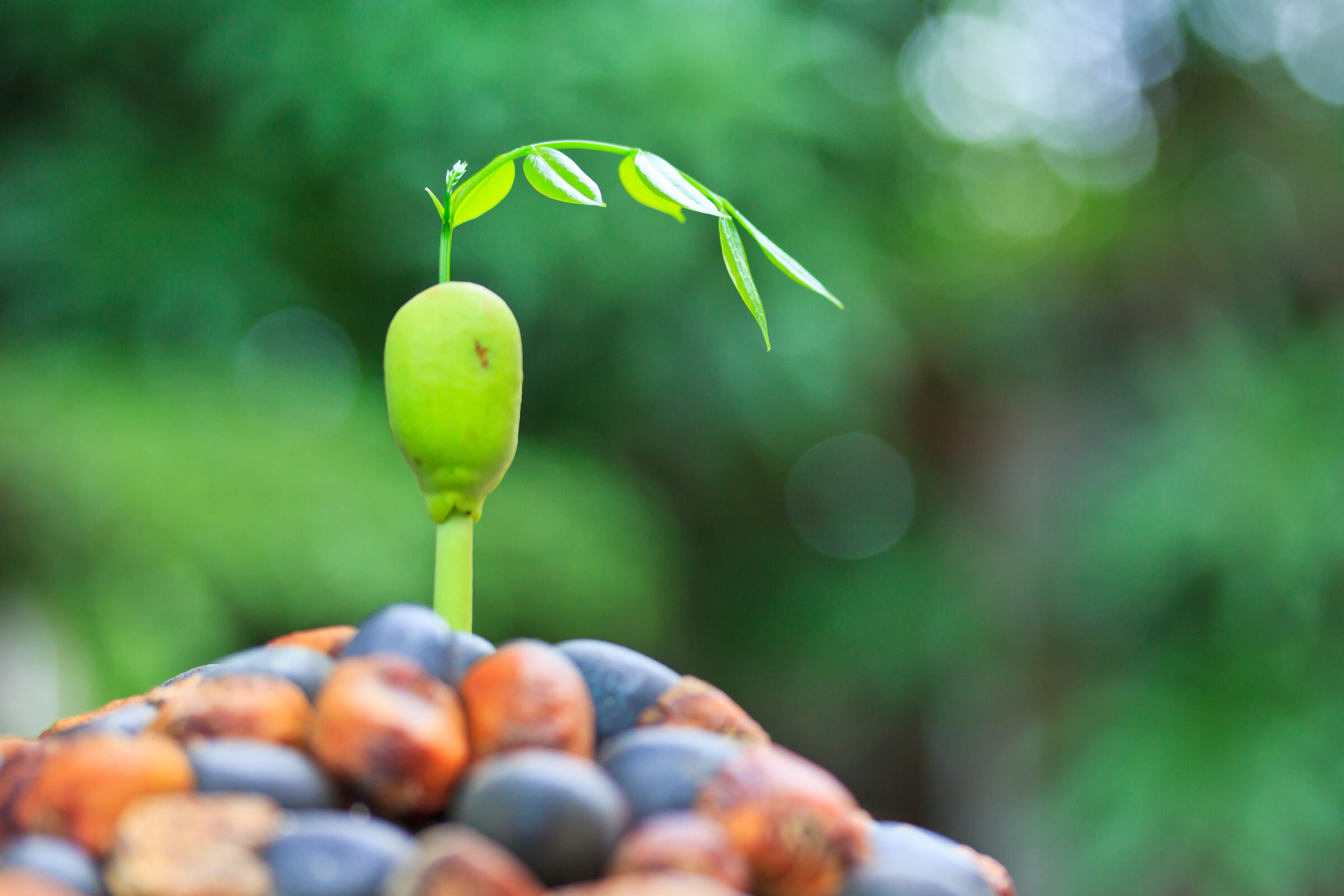 A young sprout growing from a seed